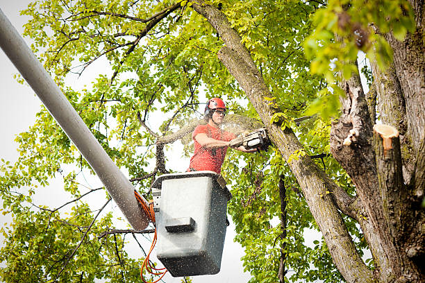Best Fruit Tree Pruning  in Fulda, MN